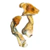 Zauberpilze B+