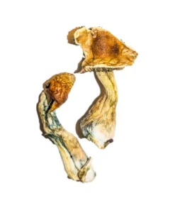 Zauberpilze B+