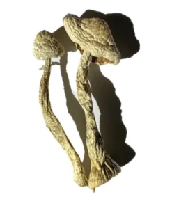 Moby Dick Zauberpilze