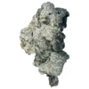 Enigma Zauberpilze