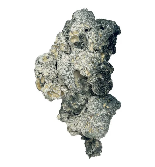 Enigma Zauberpilze