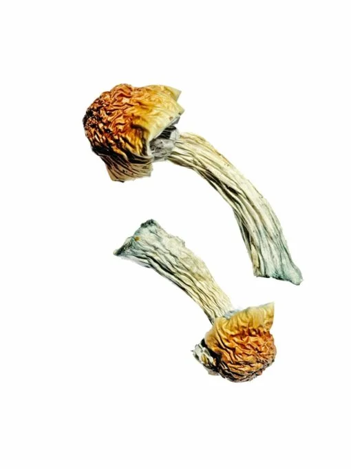 Magic Mushrooms Goldener Penis Neid