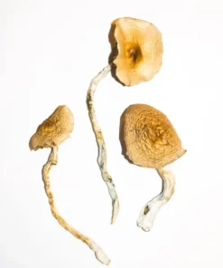 Goldene LehrerZauberpilze