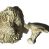 Phobos Zauberpilze