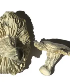 Phobos Zauberpilze