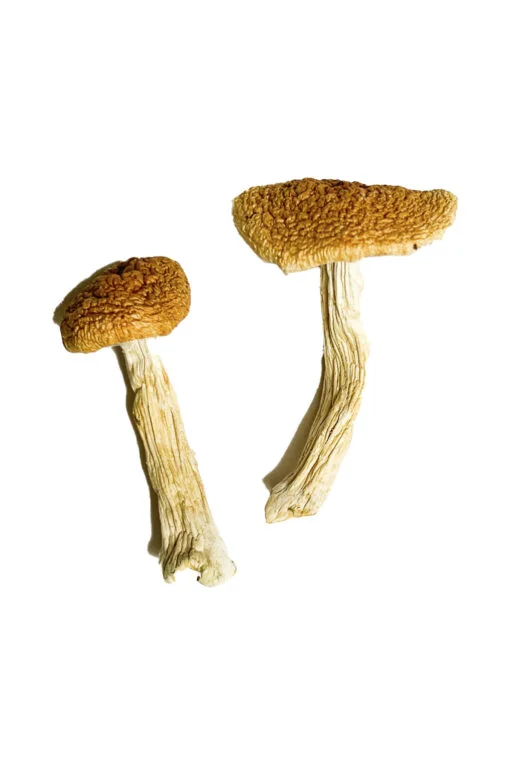 Teonanacatl Zauberpilze