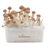 Amazon XP Zauberpilz-Zuchtset von FreshMushrooms®