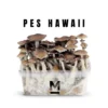 Hawaiian PES Zauberpilz-Zuchtset von Mondo®