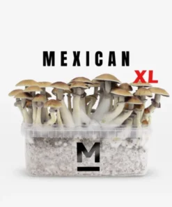 Mexikanisches Zauberpilz-Zuchtset von Mondo®