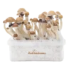 FreshMushrooms® McKennaii XP Zauberpilz-Zuchtset