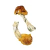 Texas Orange Cap Zauberpilze
