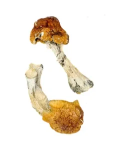 Texas Orange Cap Zauberpilze