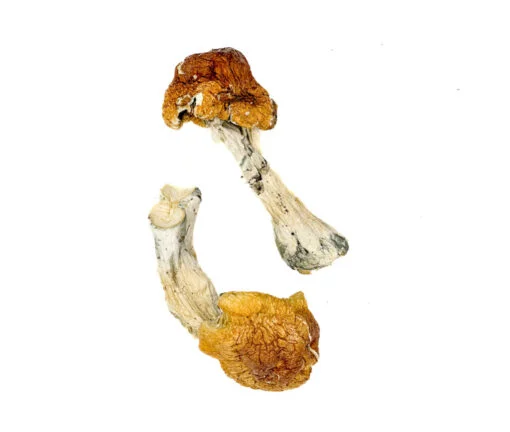 Texas Orange Cap Zauberpilze