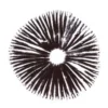 Psilocybe Cubensis Thai Ban Hua Sporenabdruck